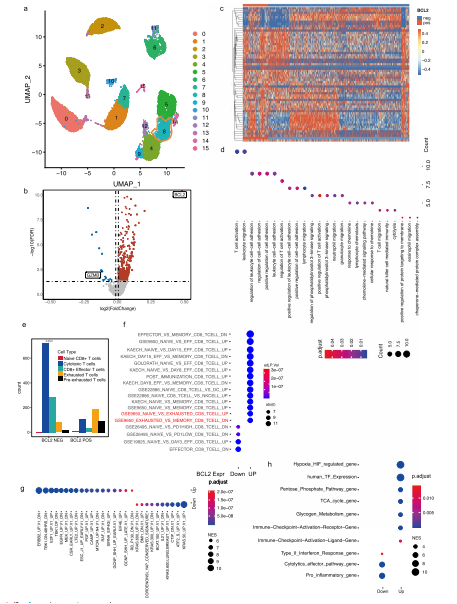 CD8+ T細胞中的BCL-2表達與細胞毒性T淋巴細胞耗竭增加有關(guān)